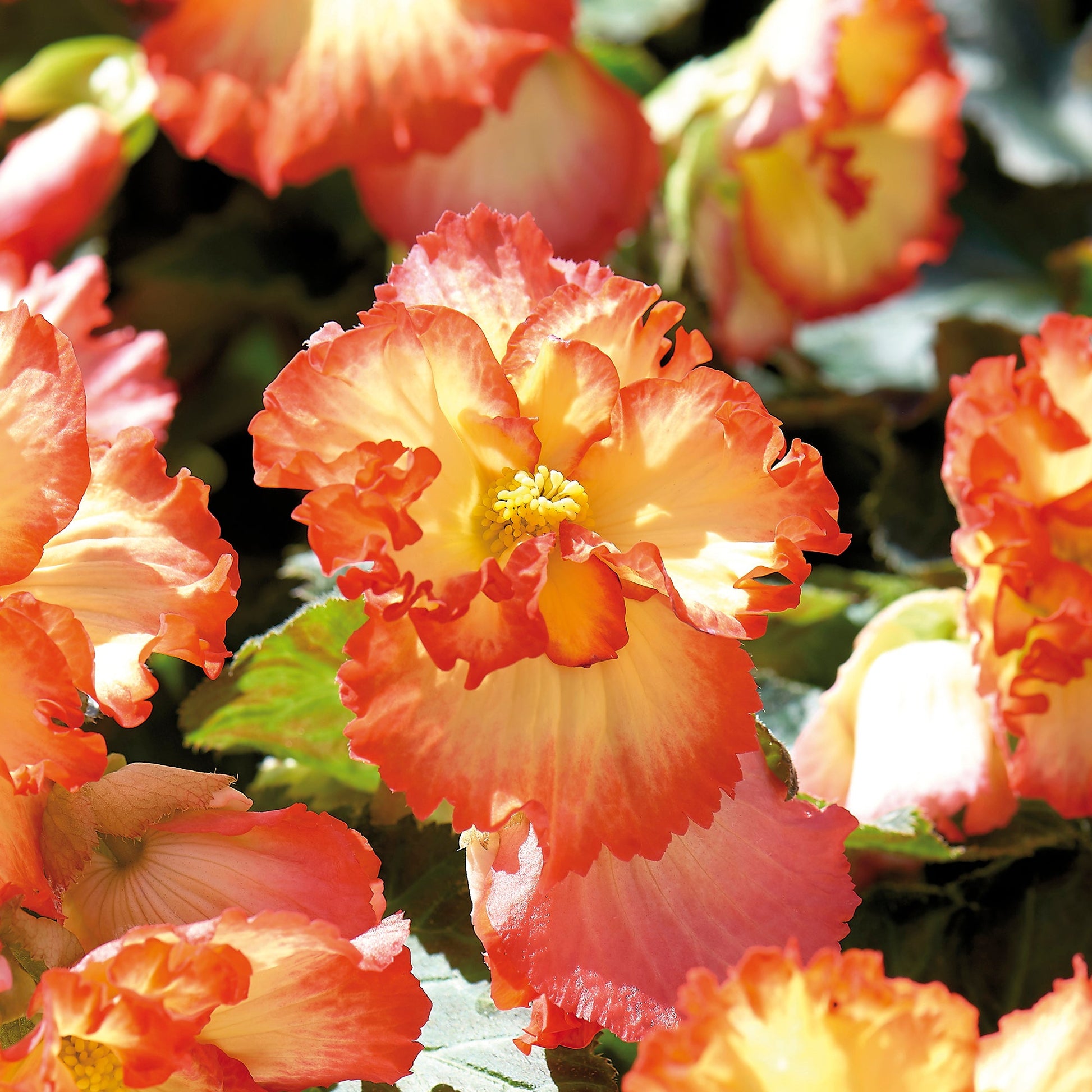 Begonia 'Crispa Marginata' Yellow/Red