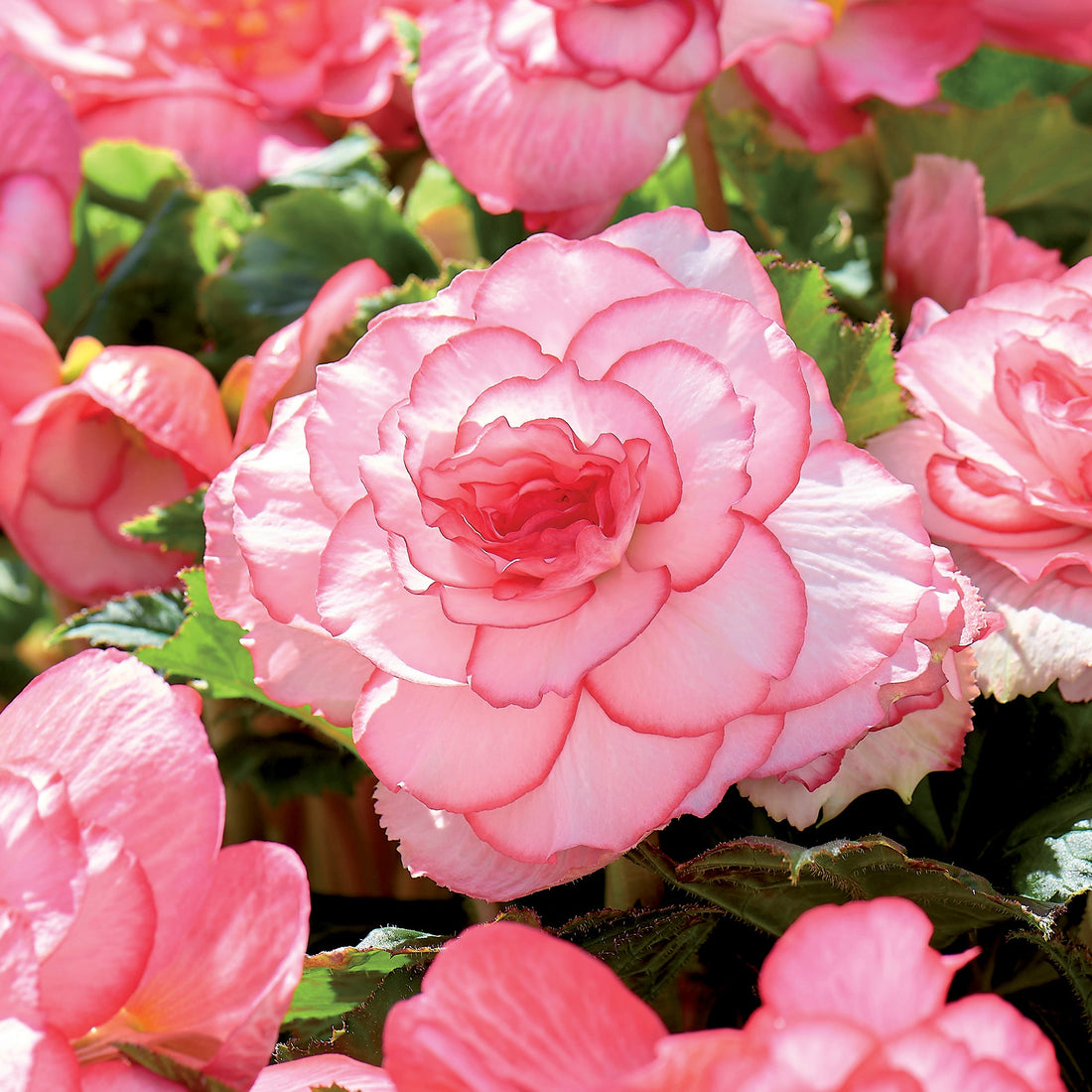 Begonia 'Double Bouton de Rose'