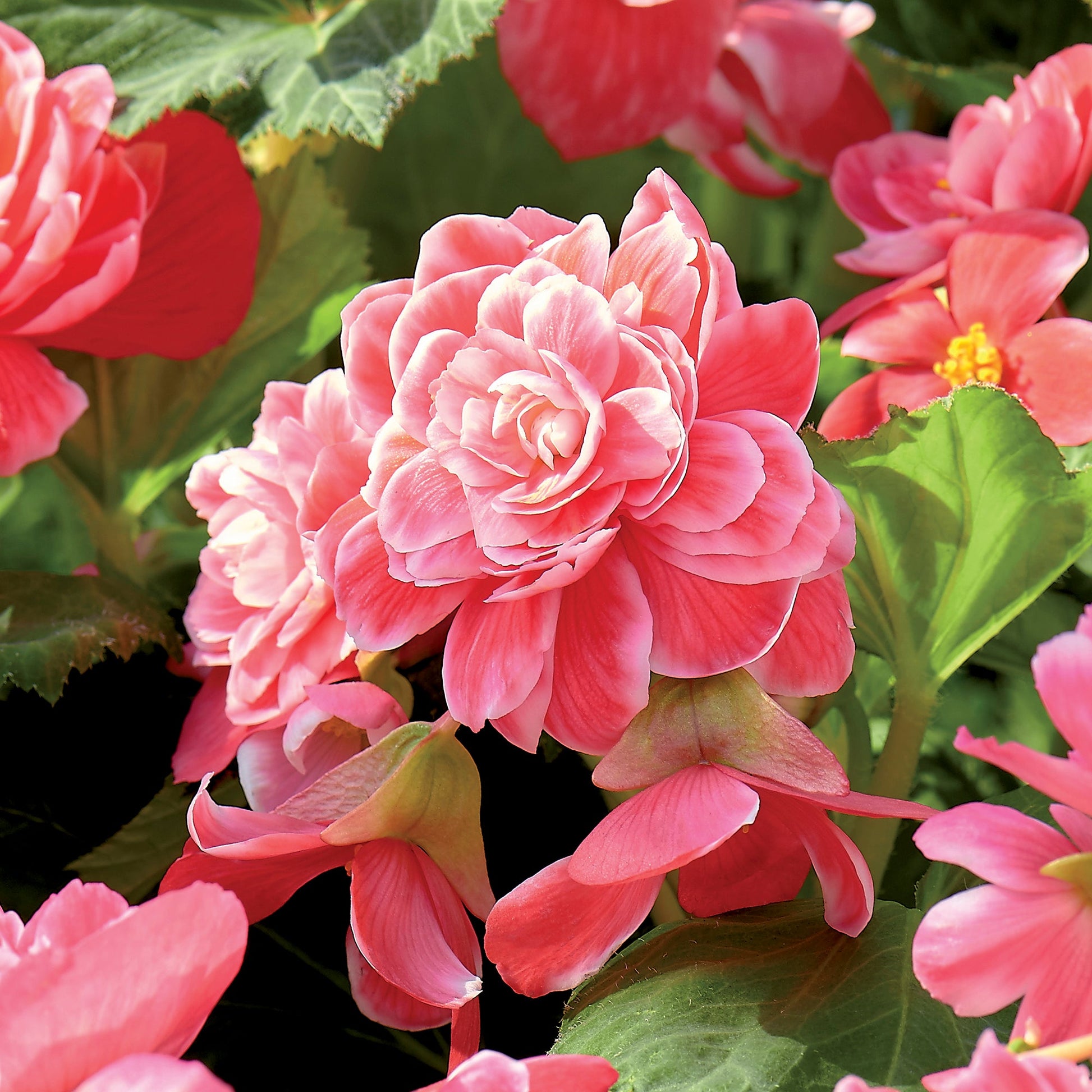 Begonia 'Double Camelia'