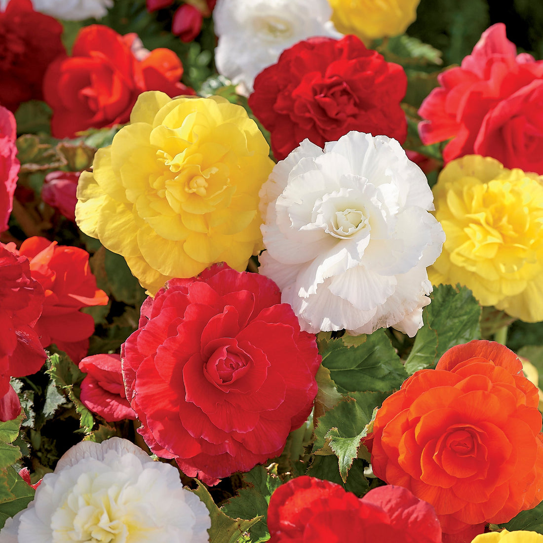 Begonia 'Double Mixed'