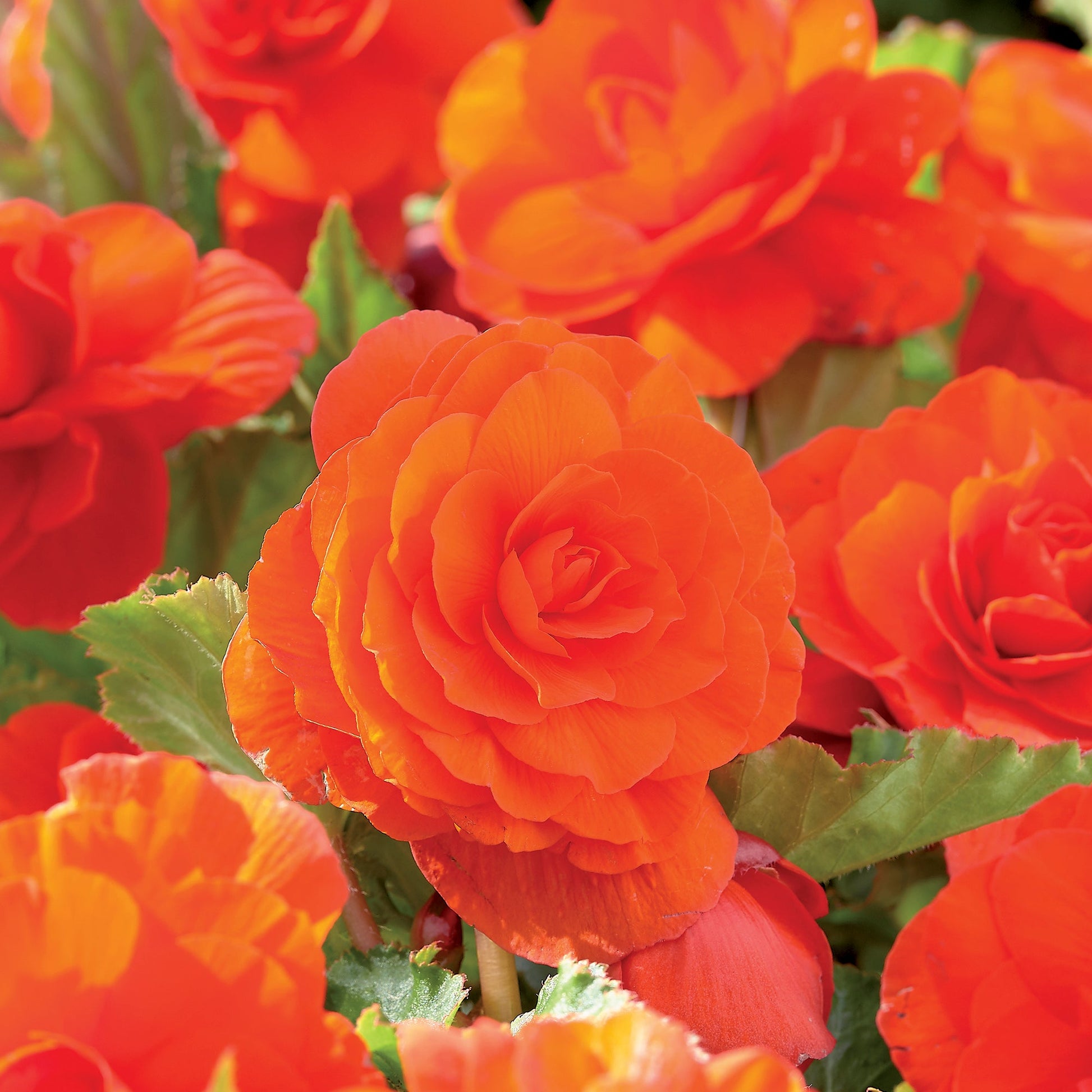 Begonia 'Double Orange'