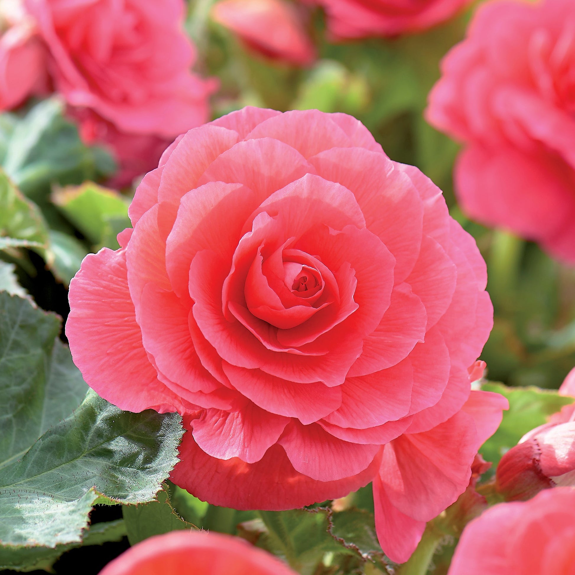 Begonia 'Double Pink'