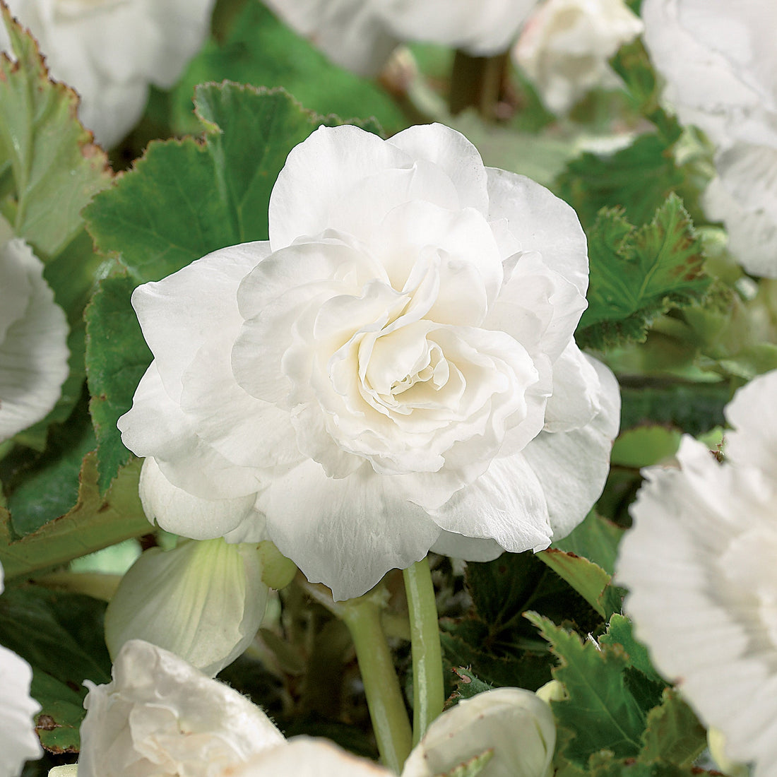 Begonia 'Double White'