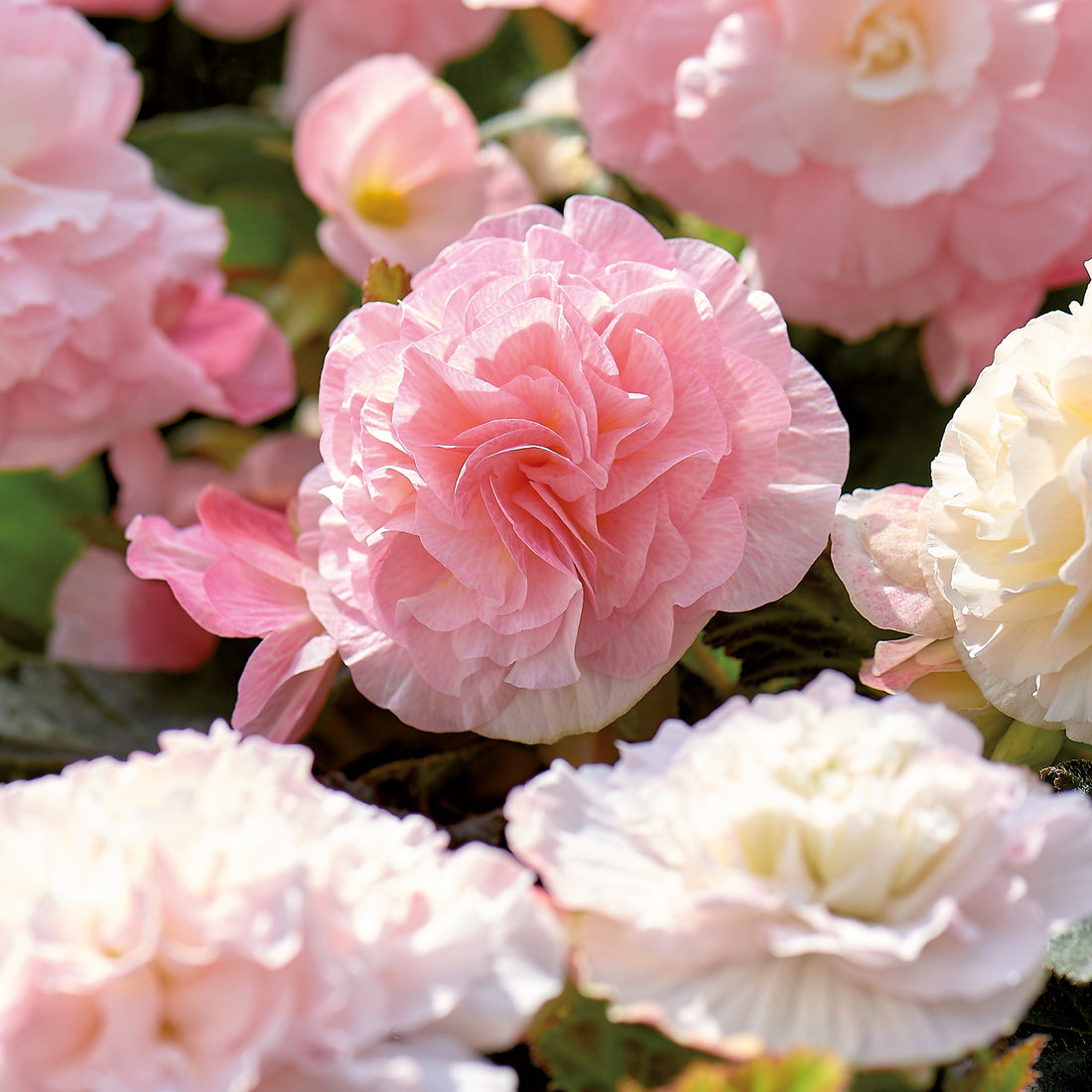 Begonia 'Double Wummi'