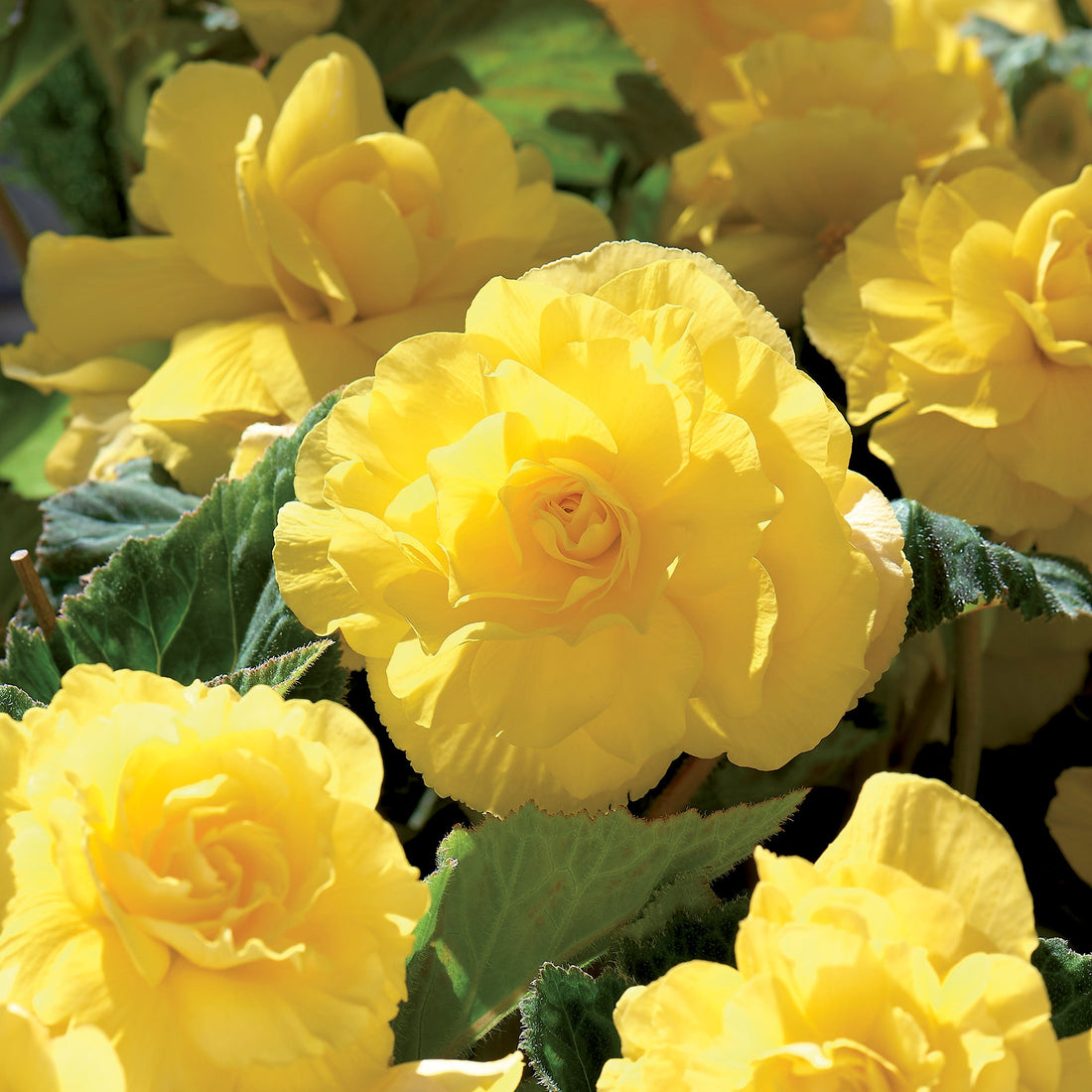 Begonia 'Double Yellow'