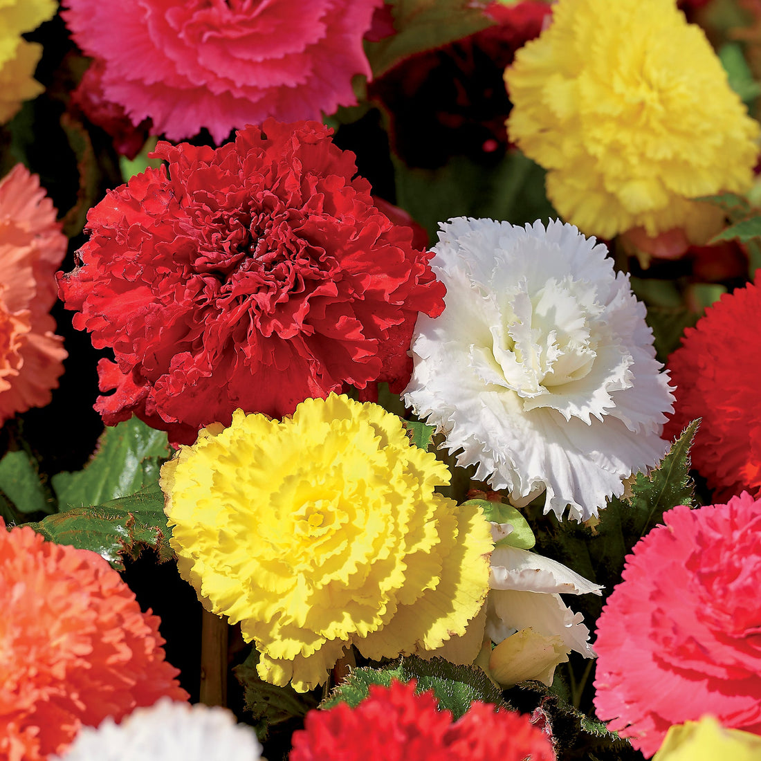 Begonia 'Fimbriata Mixed'