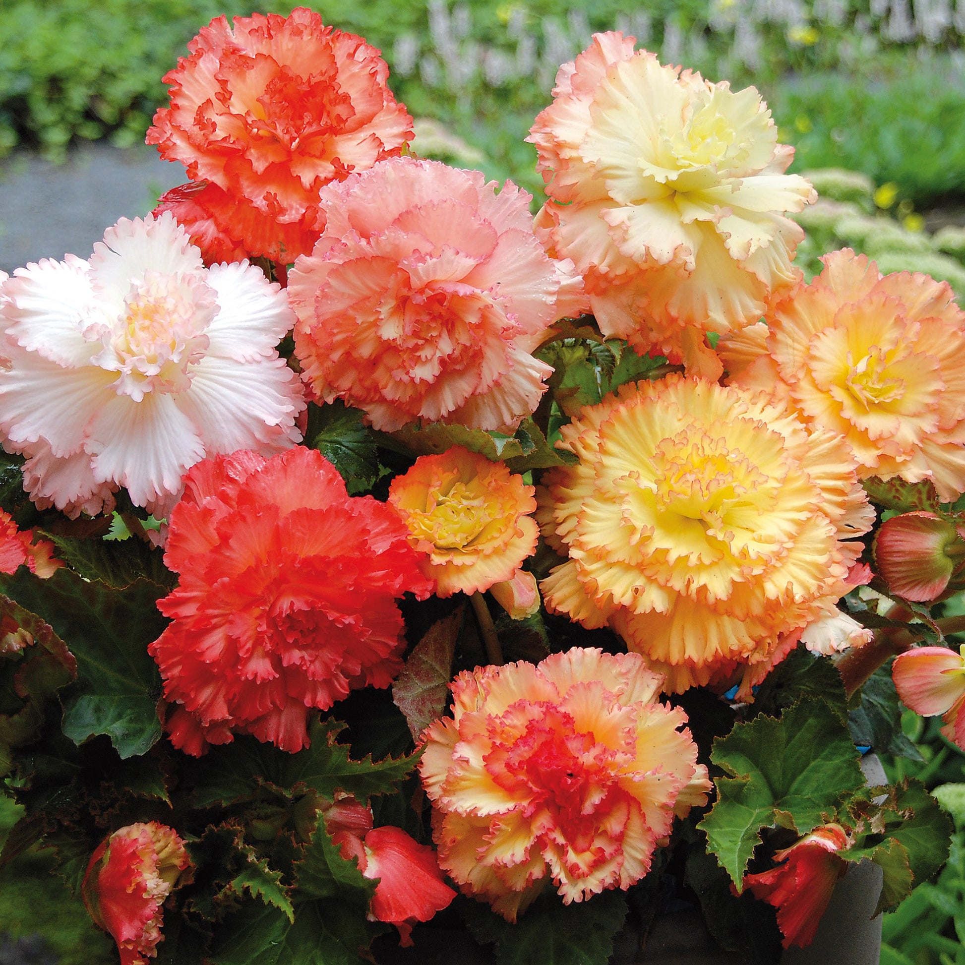 Begonia 'Fimbriata Samba'