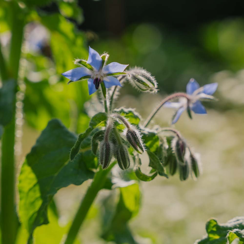 Blå hjulkrone frø - 50 Økologiske Frø