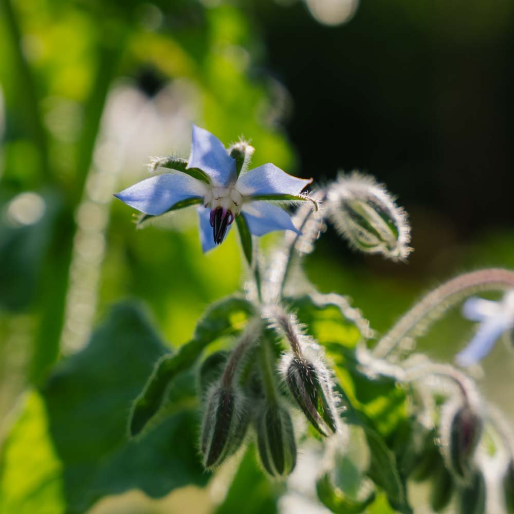 Blå hjulkrone frø - 50 Økologiske Frø