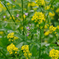 Blomsterblanding 'Beemix' (50 m²)