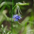 Blomsterblanding 'Beemix' (50 m²)