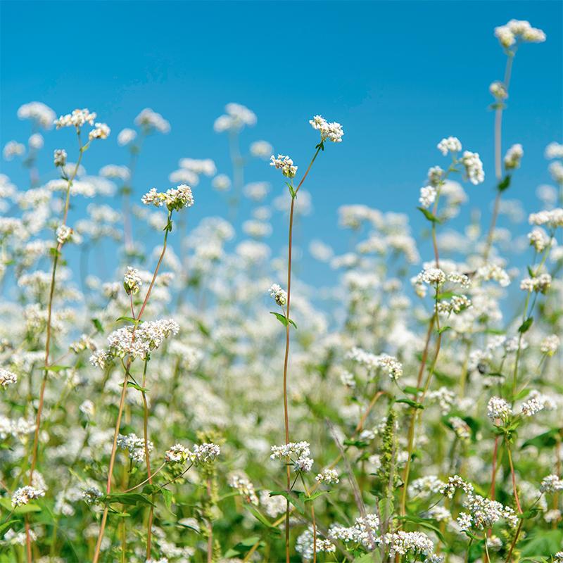 Blomsterblanding 'Field margin mixture' (50 m²)