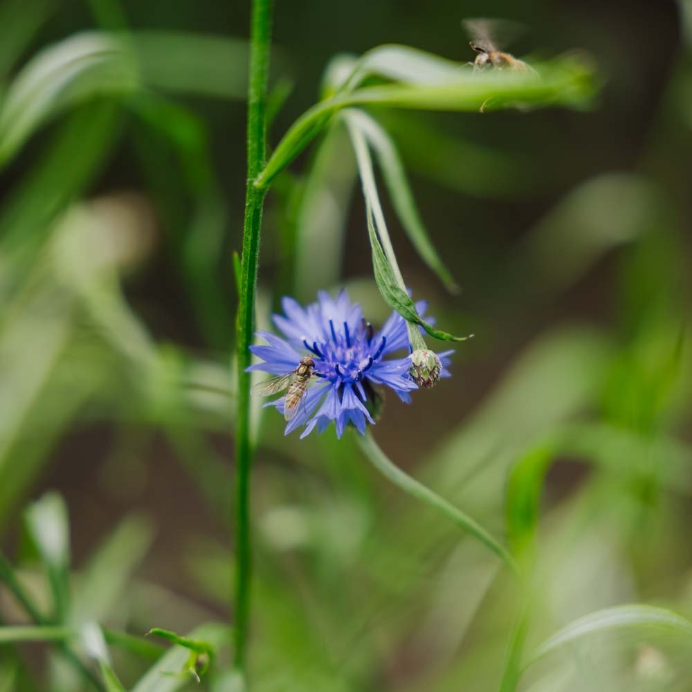 Blomsterblanding frø 'Beemix' - 200 Økologiske frø