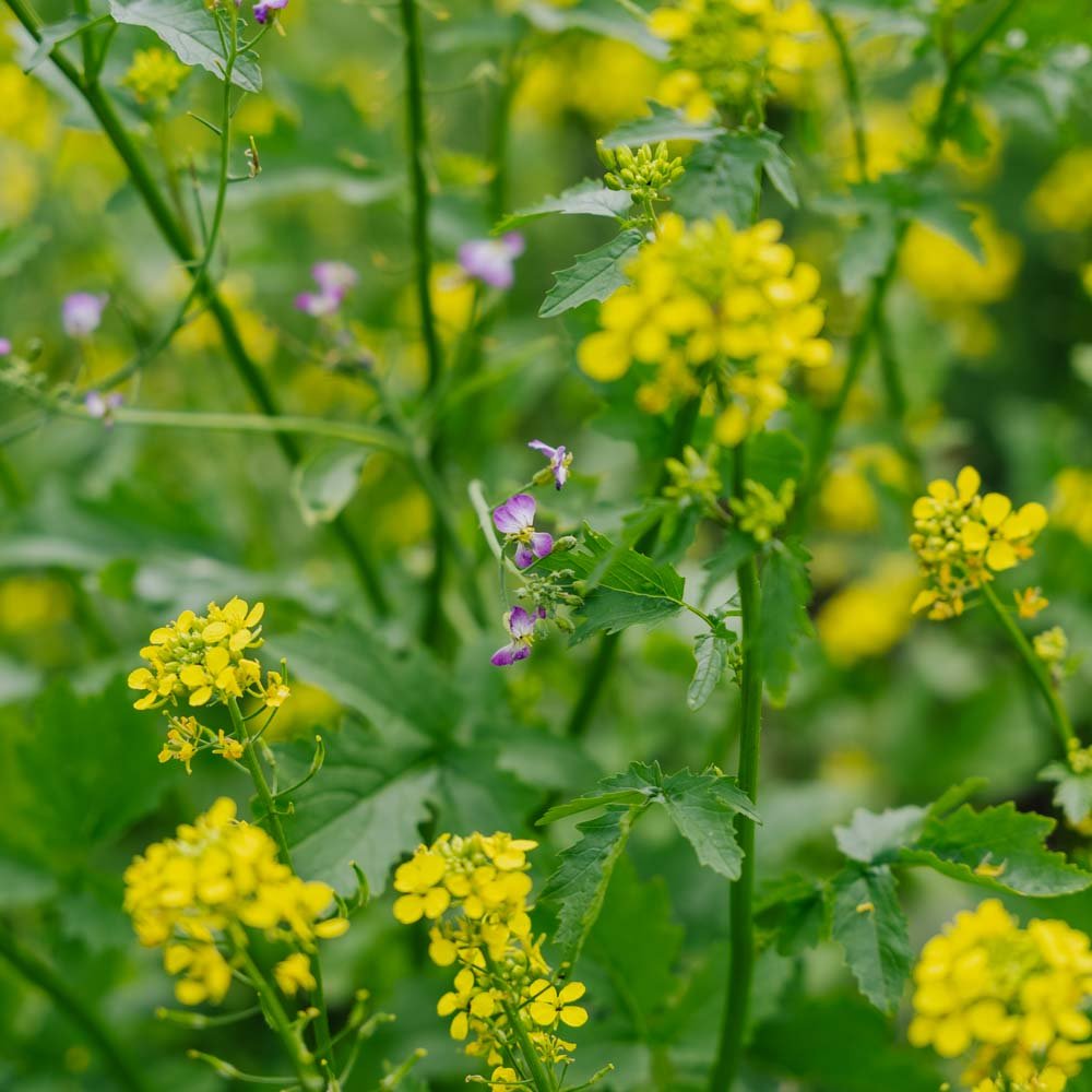 Blomsterblanding frø 'Beemix' - 200 Økologiske frø