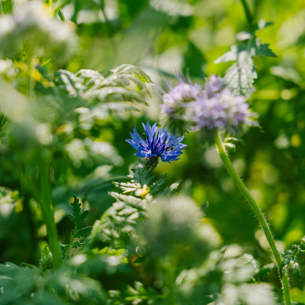 Blomsterblanding frø 'Tübingen' - 400 Økologiske Frø
