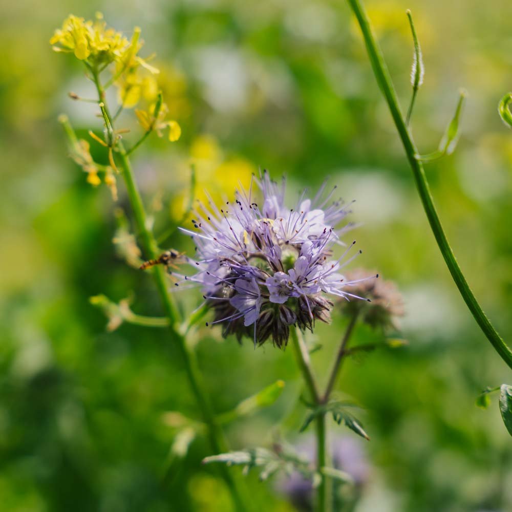 Blomsterblanding 'Mix' - 350 Økologiske Frø