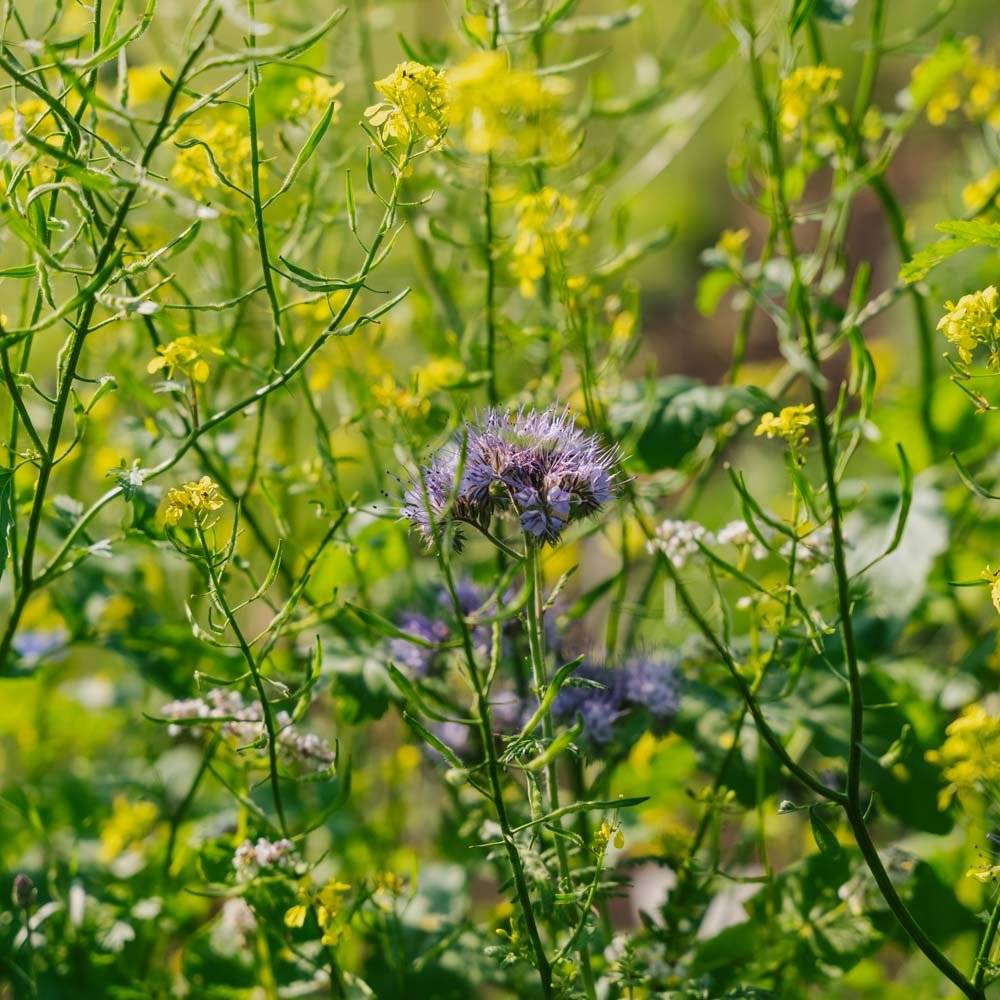 Blomsterblanding 'Mix' - 350 Økologiske Frø