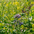 Blomsterblanding 'Mix' - 700 Økologiske Frø