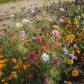 Blomsterblanding 'Mix' - 700 Økologiske Frø