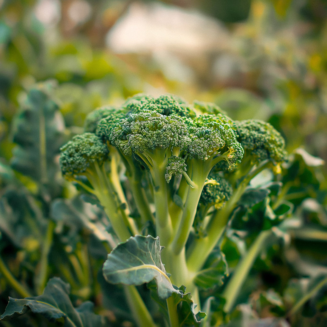 Broccoli frø 'Bobby' - 10 Økologiske Frø