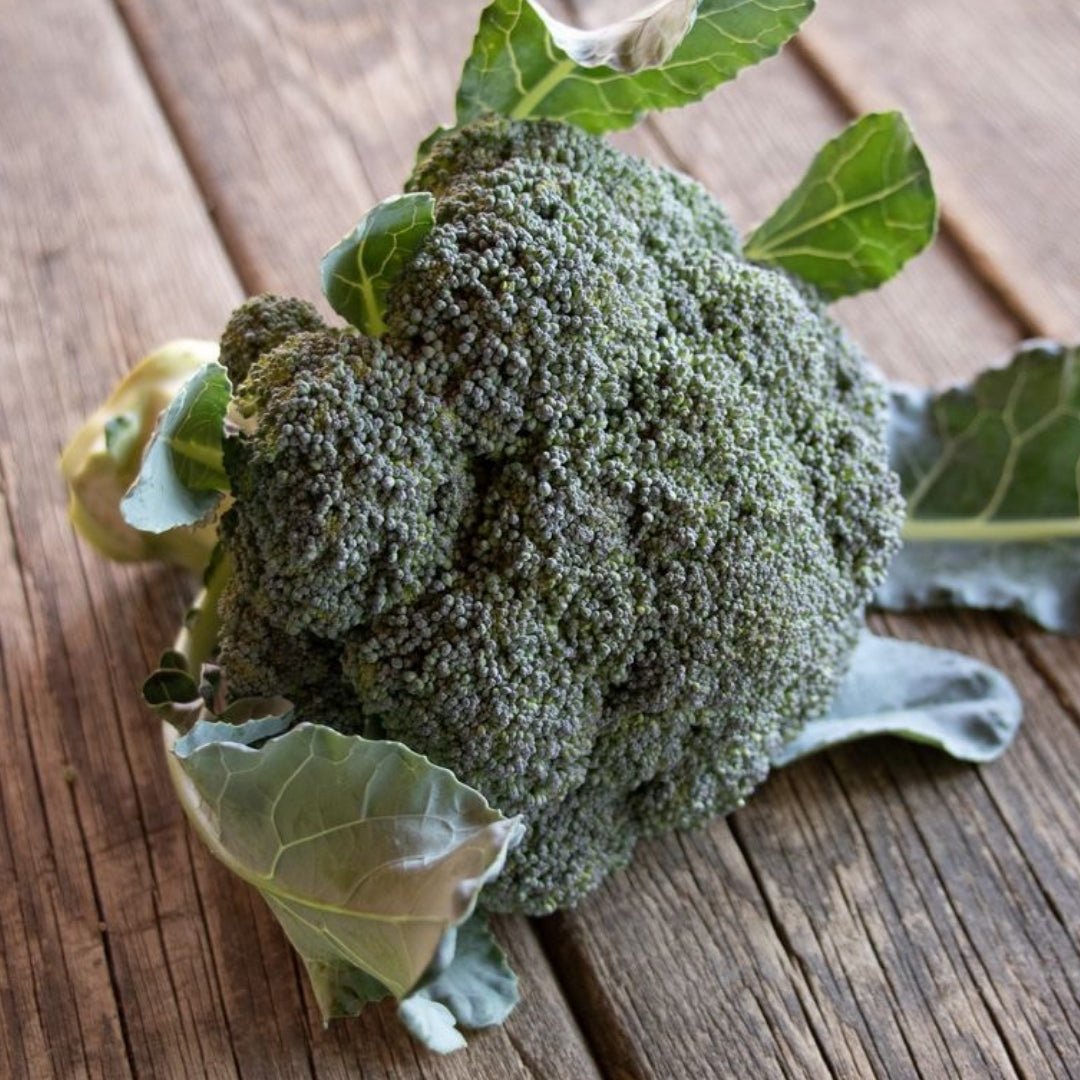 Broccoli frø 'Linie 531' - 25 Økologiske Frø