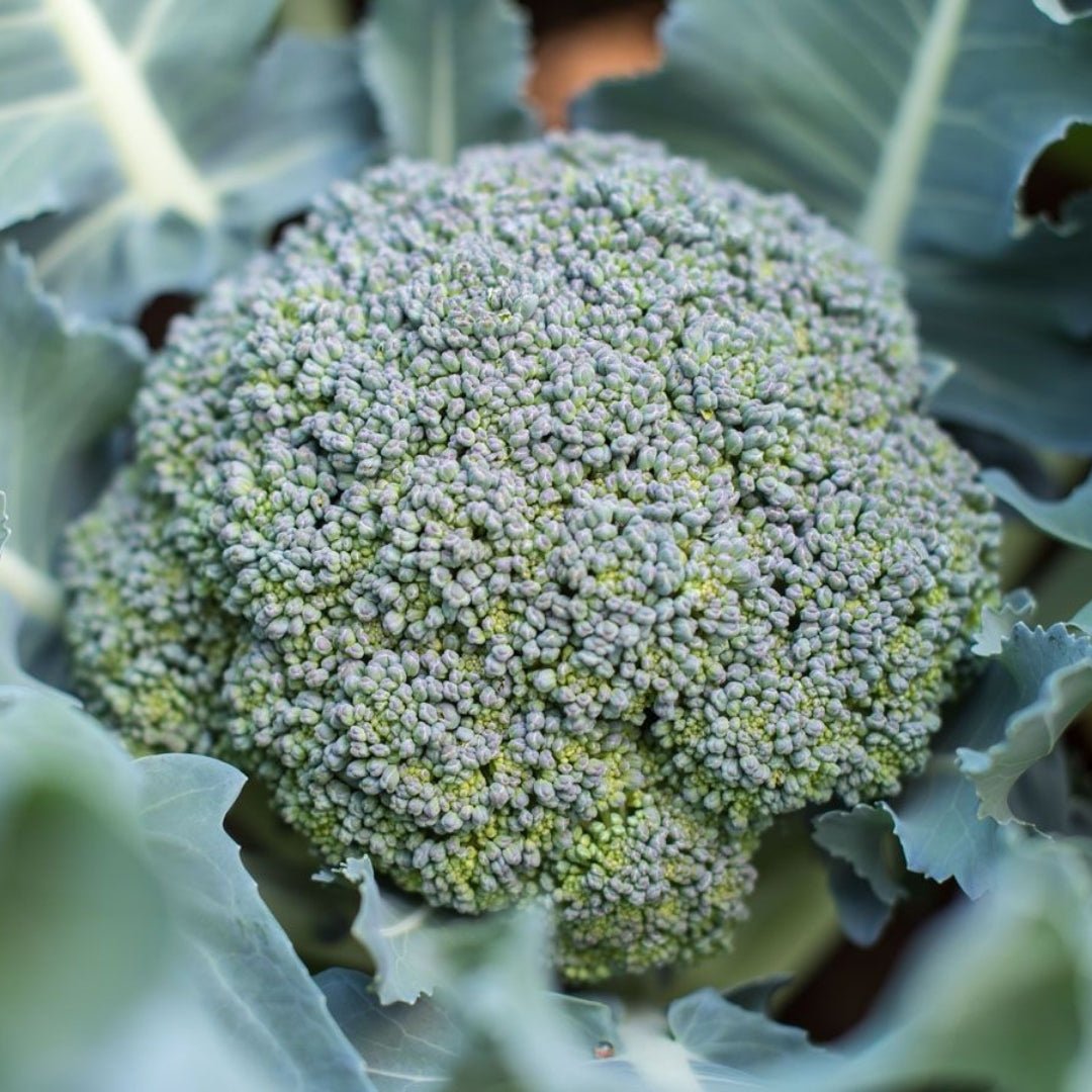 Broccoli frø 'Rasmus' - 25 Økologiske Frø