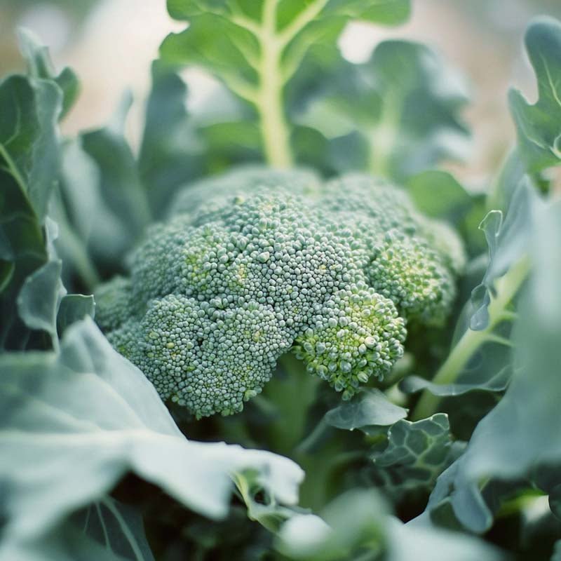 Broccoli frø 'Rasmus' - 25 Økologiske Frø