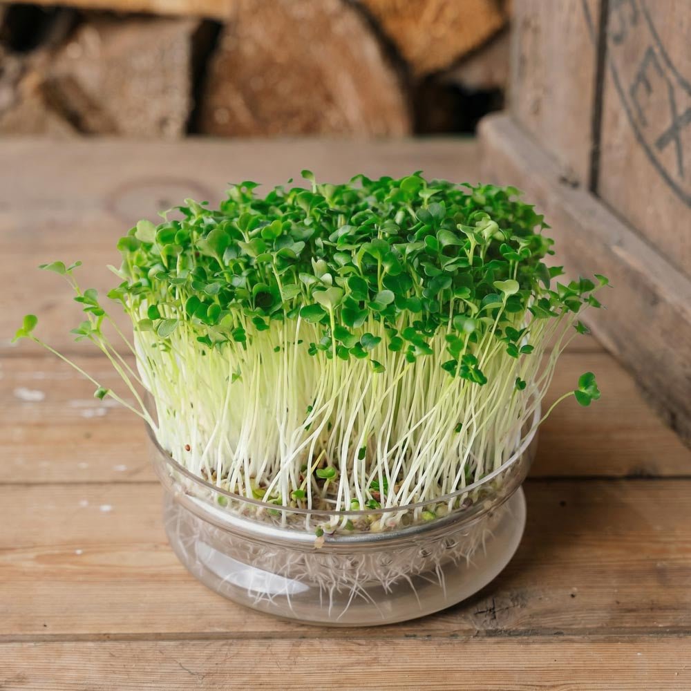 Broccolirabe (rapini) mikrogrønt frø - 7100 Økologiske frø