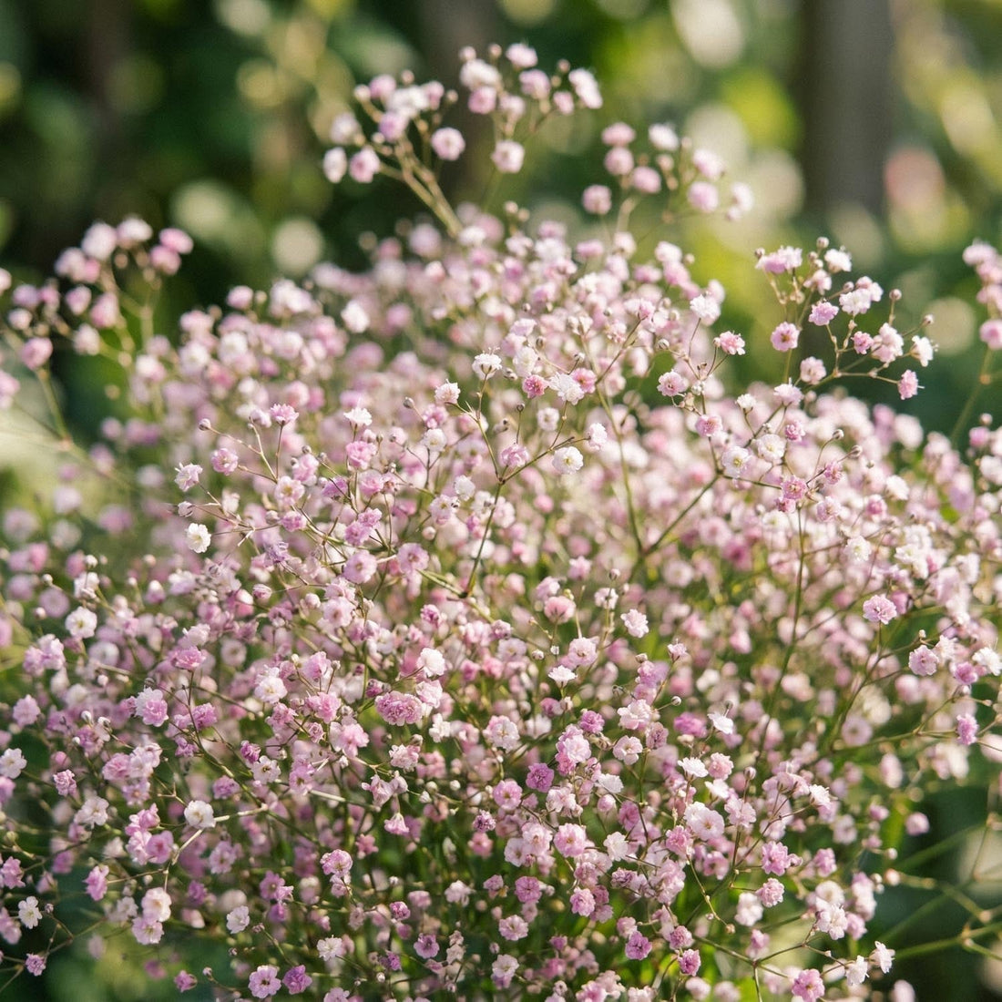 Brudeslør, Gypsophila 'Paniculata'
