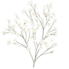 Brudeslør stængler / Gypsophila