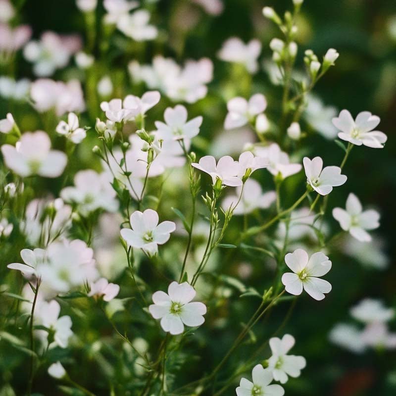 Brudeslor Blomst Pris () Brudeslor Blomst Pris