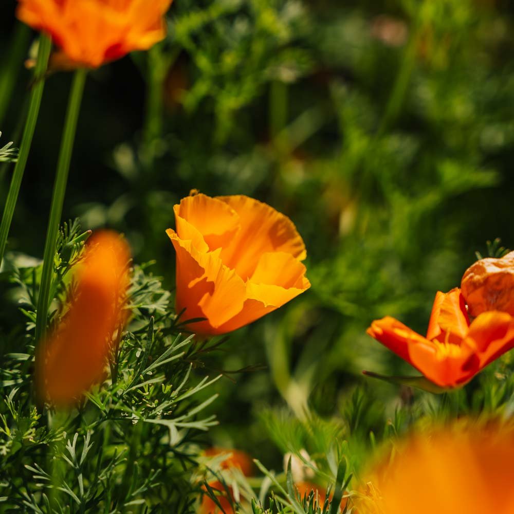 Californisk Valmuefrø - 100 Økologiske Frø