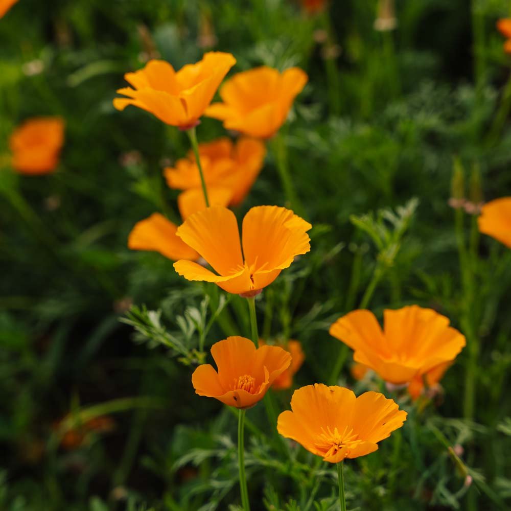 Californisk Valmuefrø - 100 Økologiske Frø