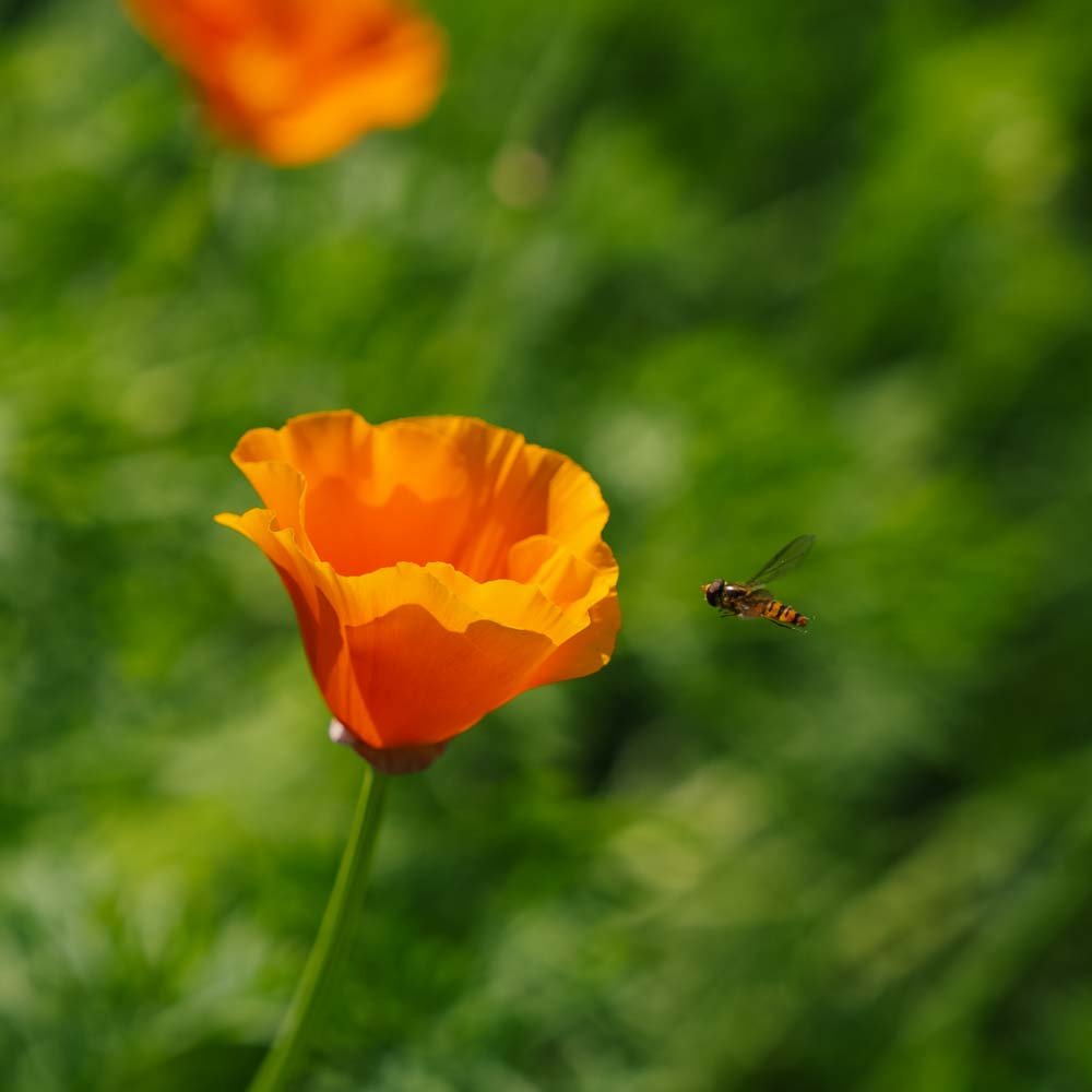 Californisk Valmuefrø - 100 Økologiske Frø