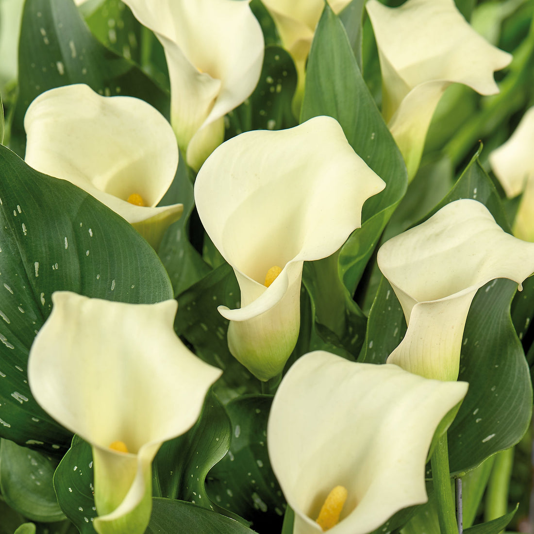 Calla 'Calgary'