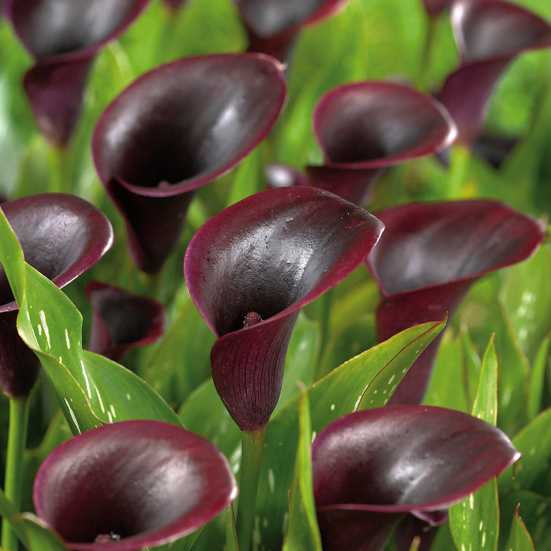 Calla 'Cantor'