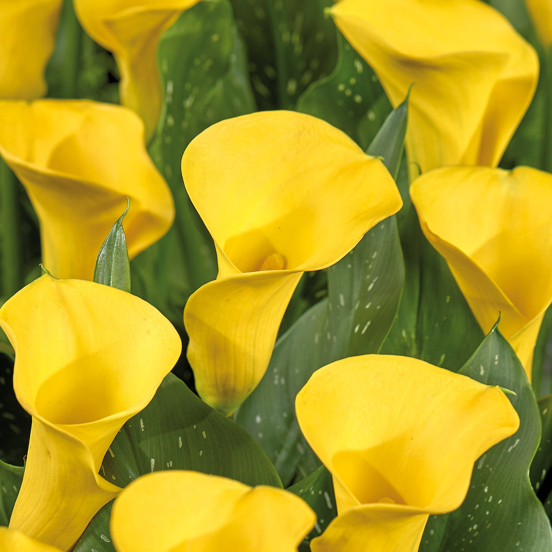 Calla 'Gold Medal'