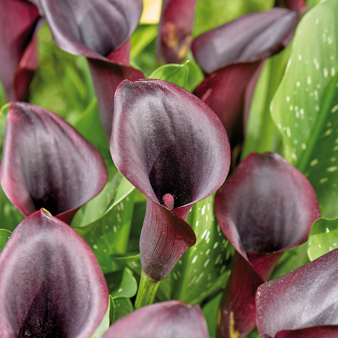 Calla 'Odessa'