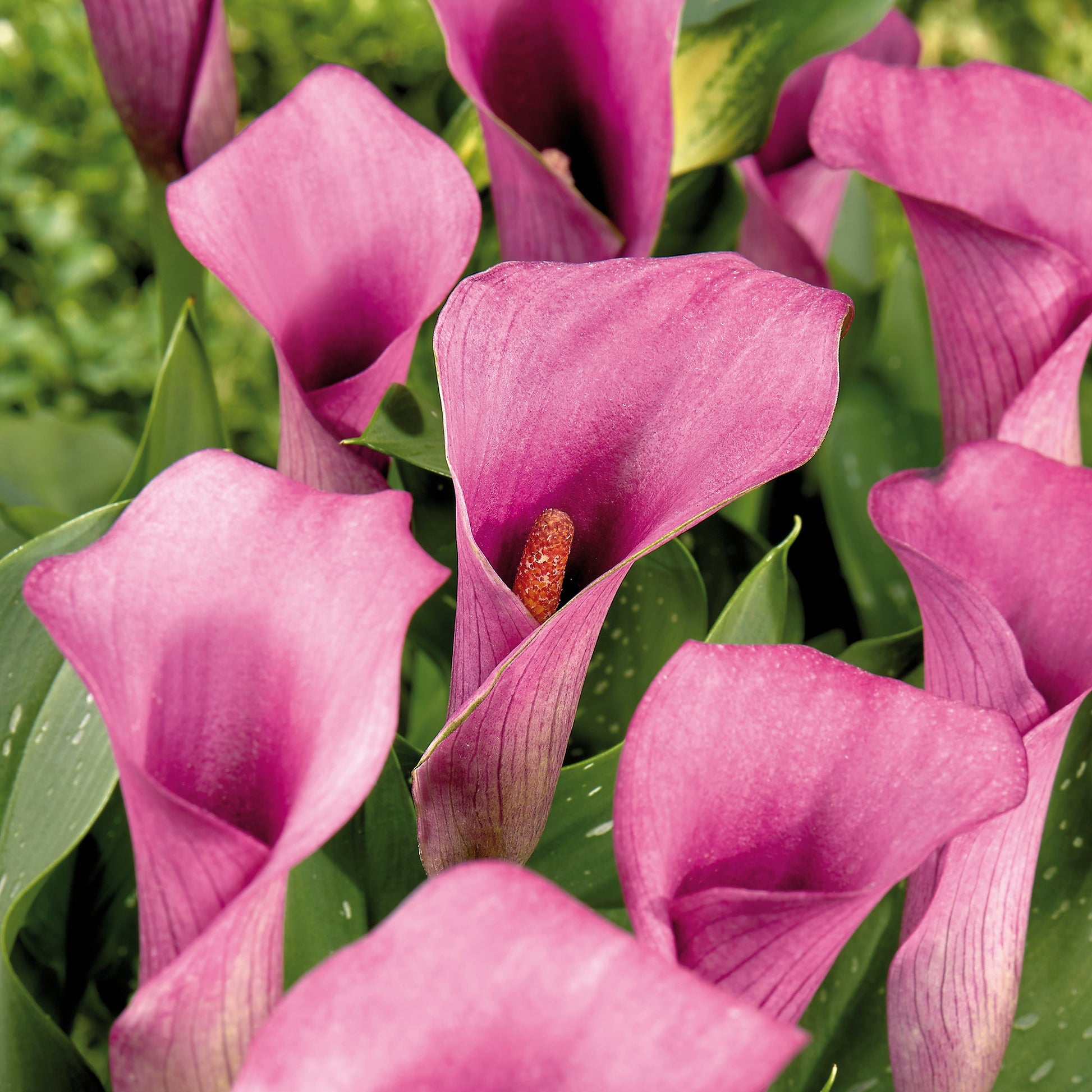 Calla 'Paco'