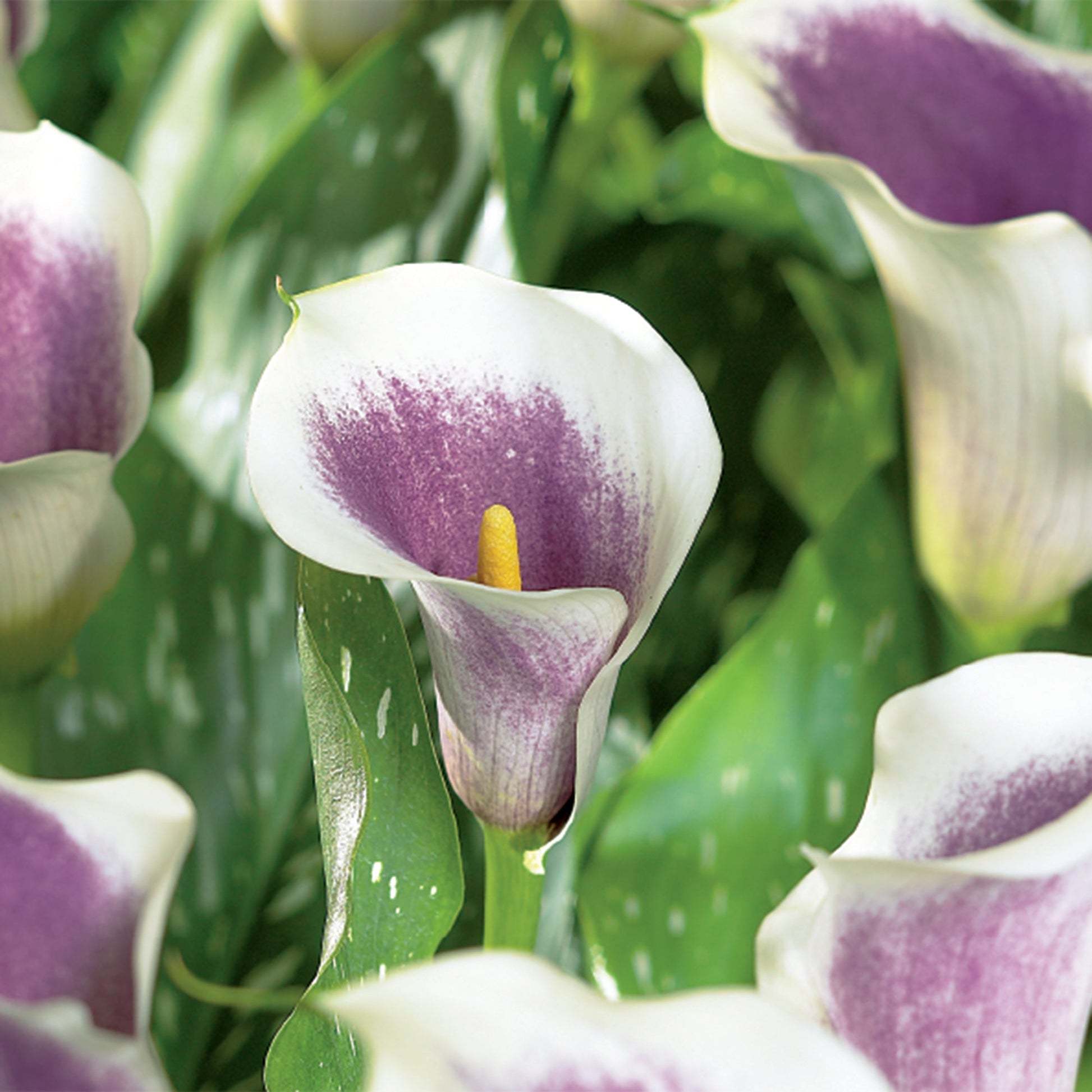 Calla 'Picasso'