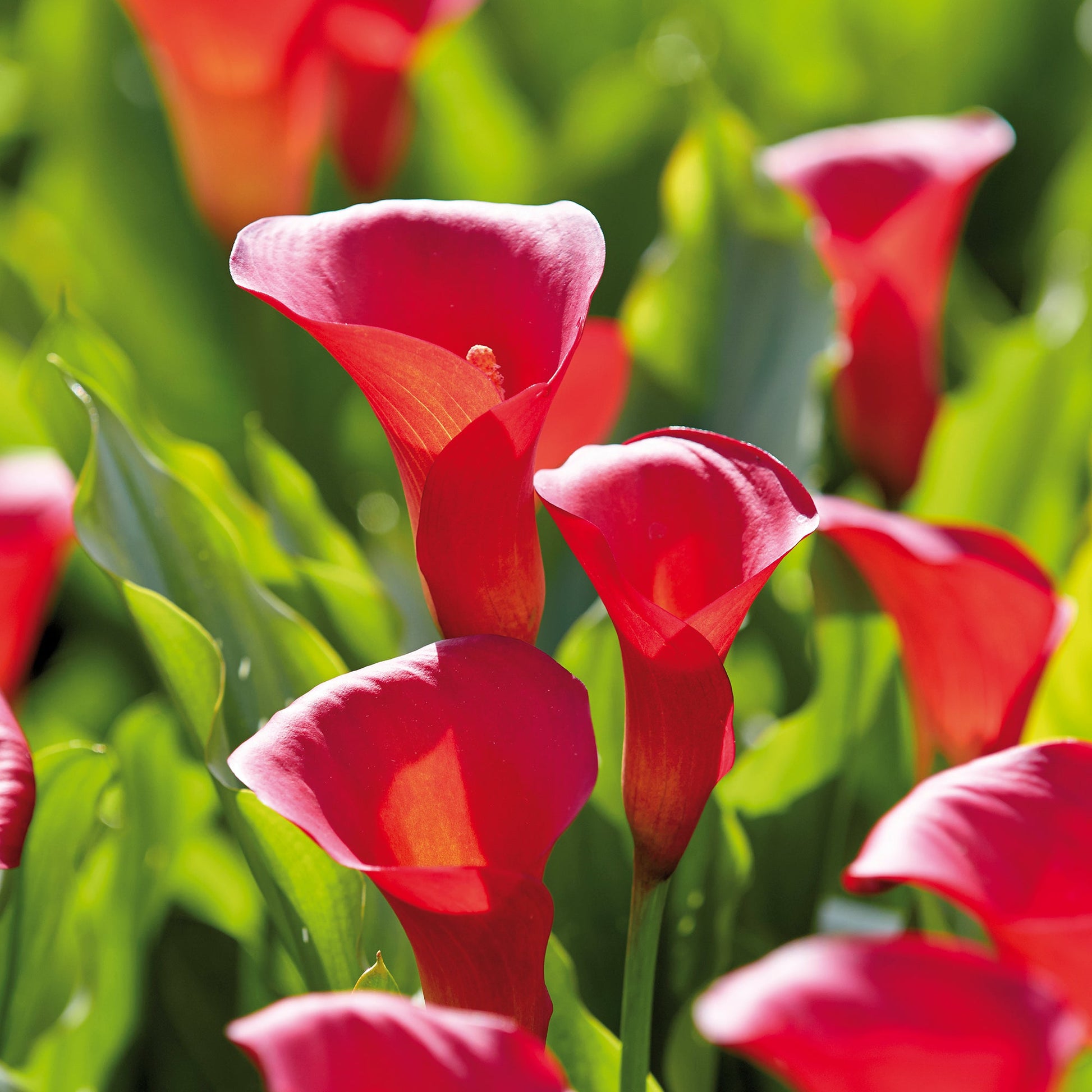 Calla 'Red Alert'