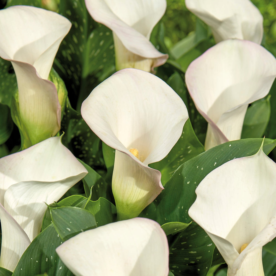 Calla 'Sapporo'