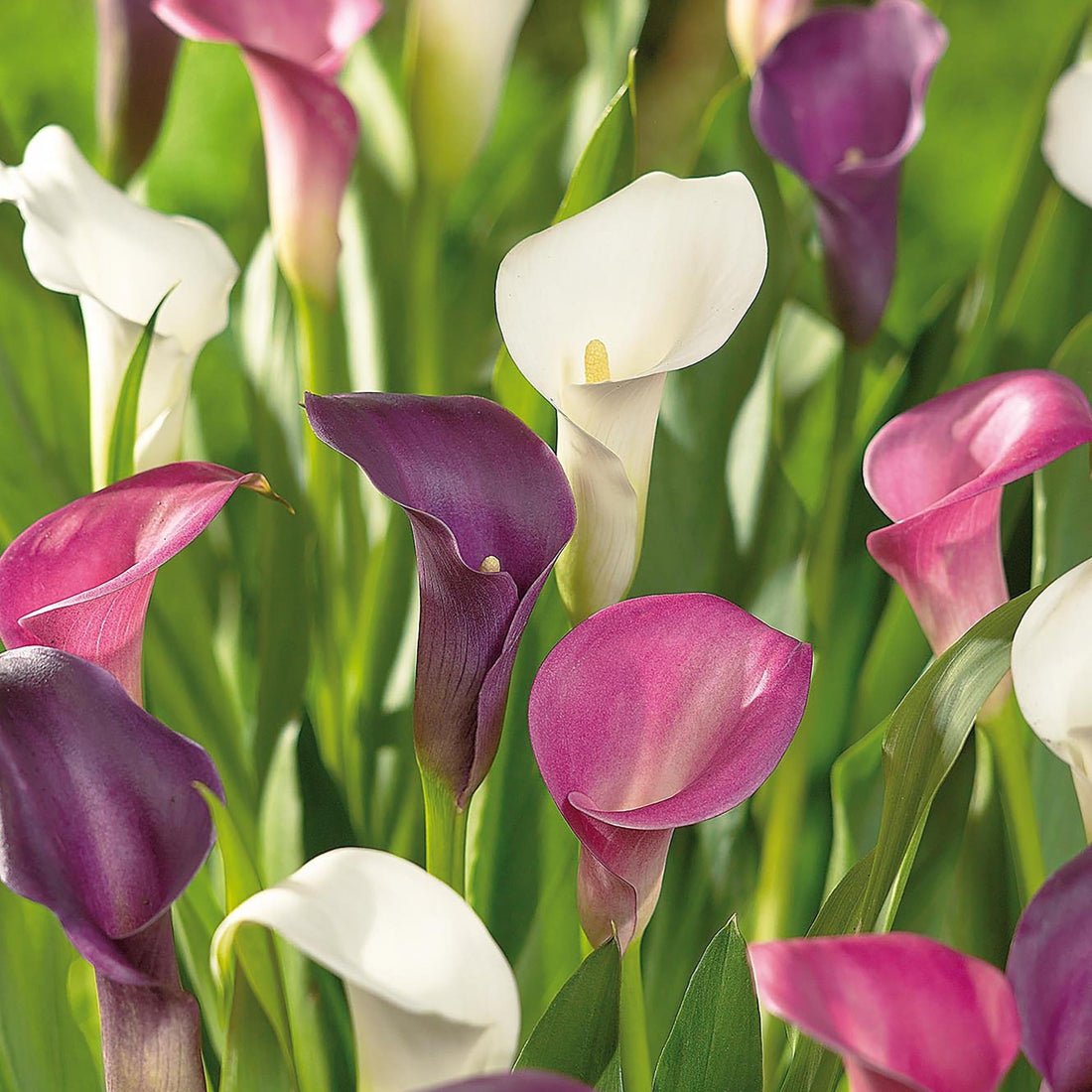 Calla 'Sorbet Mixed'