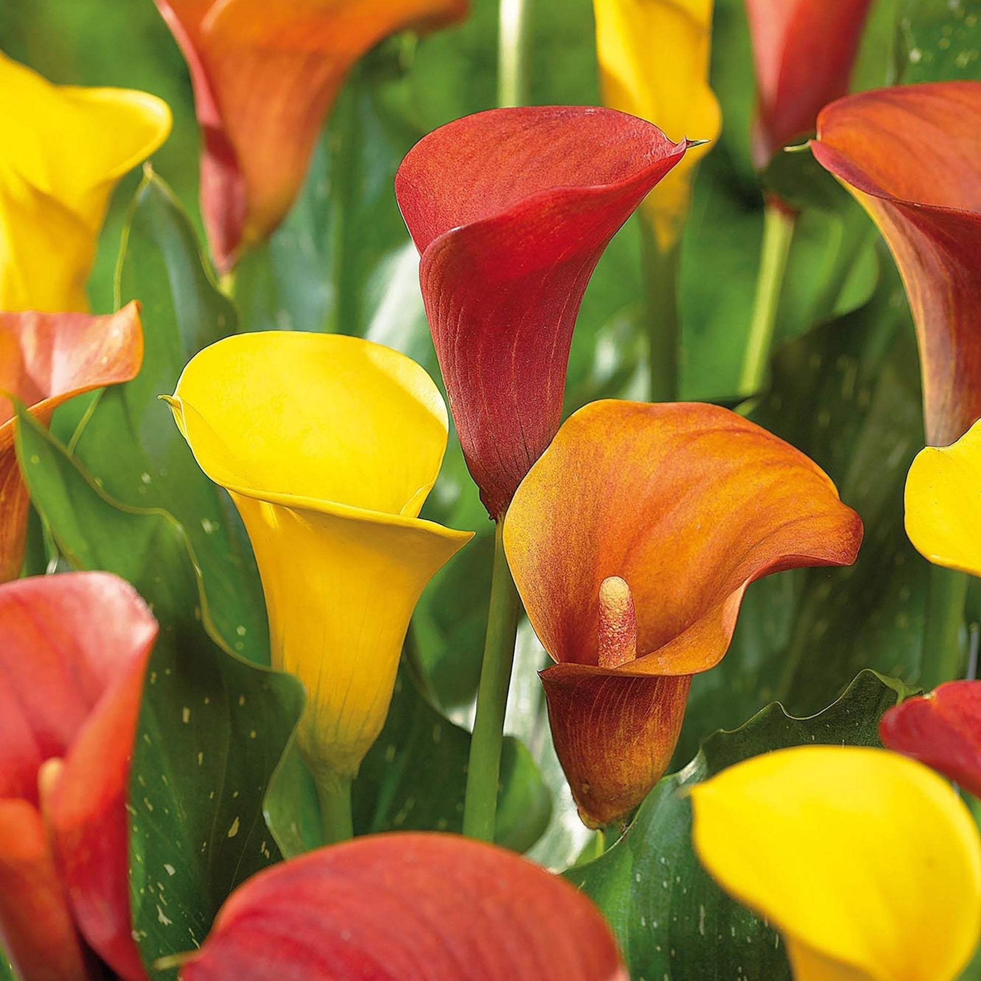 Calla 'Sunset Mixed'