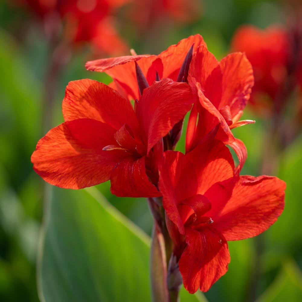 Canna 'Brillant'