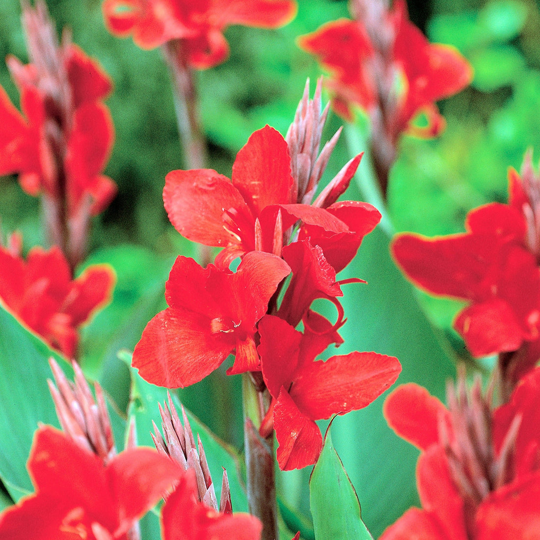 Canna ‘Brillant’