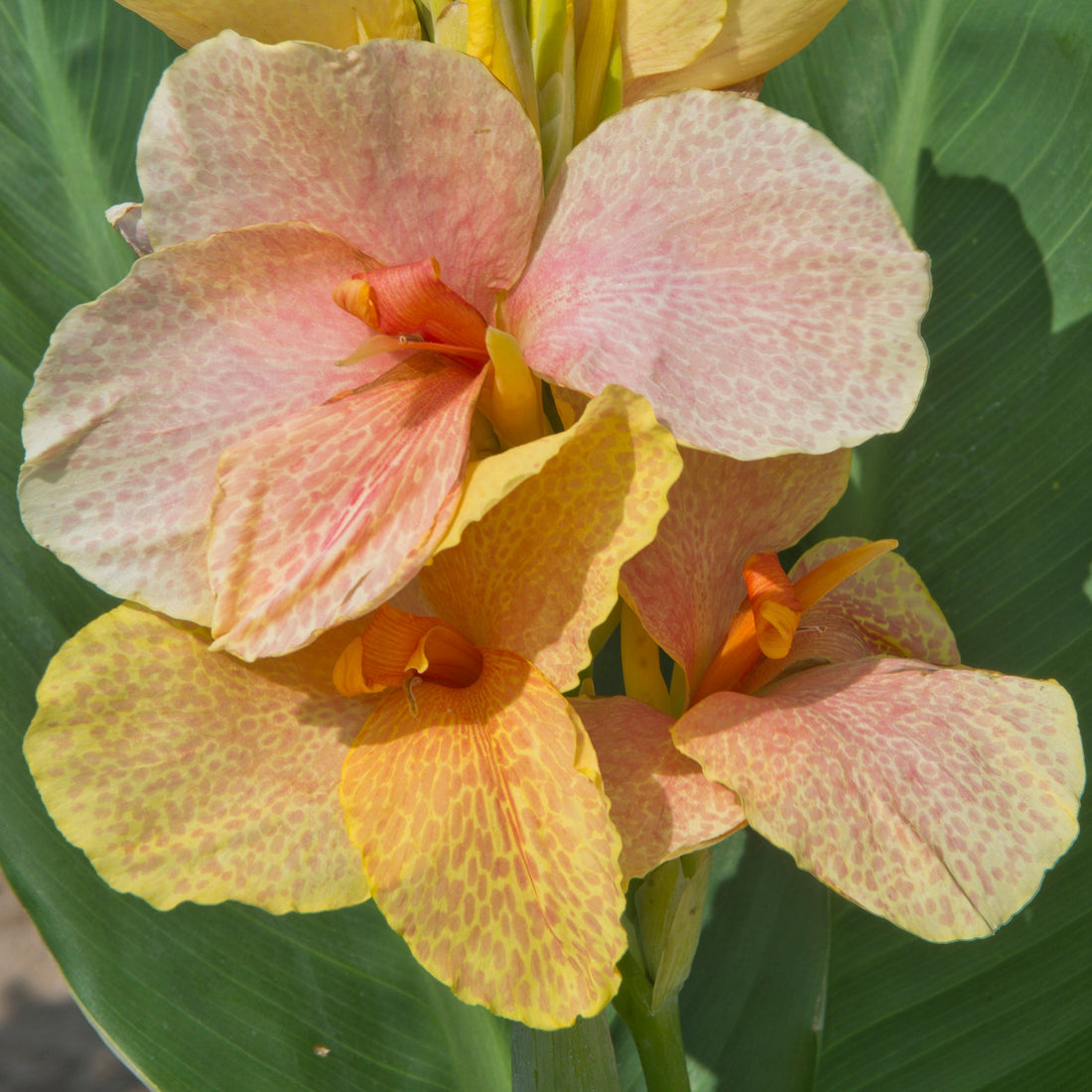 Canna ‘Chouchou’