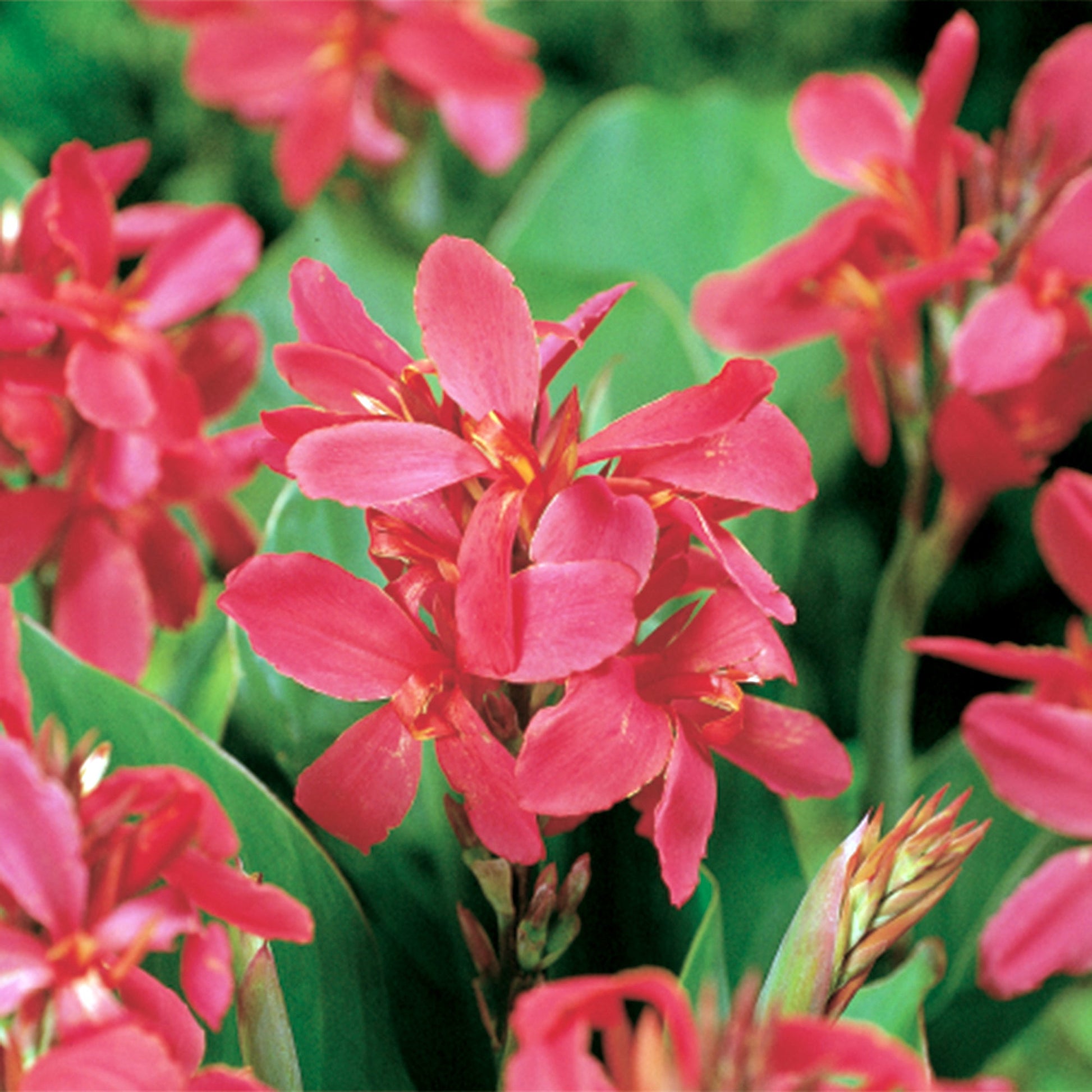 Canna ‘Crimson Beauty’