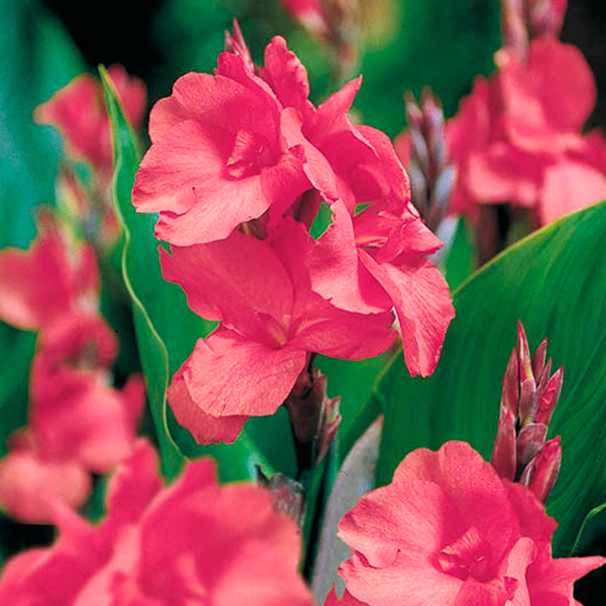 Canna ‘Eden’