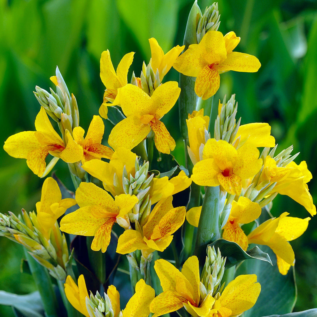 Canna ‘Fiesta’